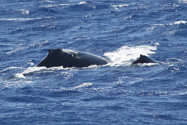 Humpback Whale mother & baby dive in water of Hawaiian Islands Humpback Whale NMS. Waikiki, HI.