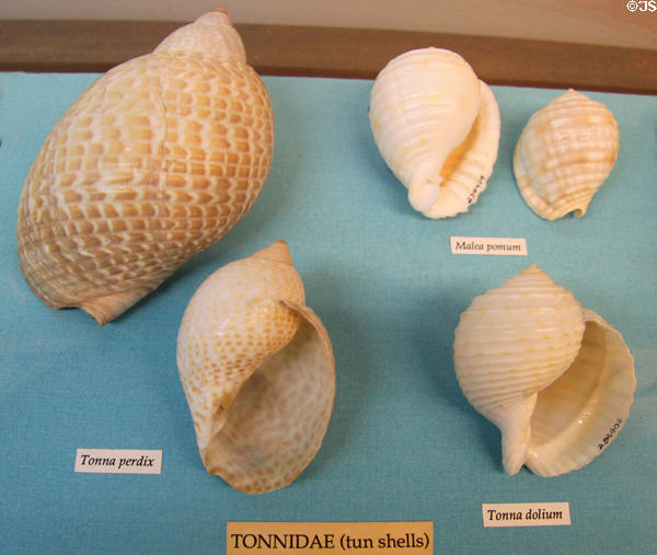Tun (Tonnidae) shell examples at Bishop Museum. Honolulu, HI.