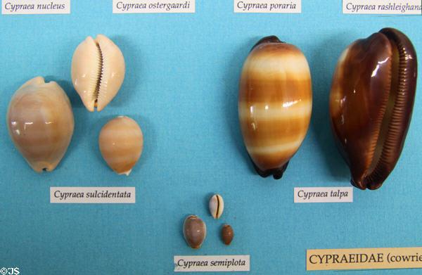 Cowrie (Cypraeidae) shell examples at Bishop Museum. Honolulu, HI.