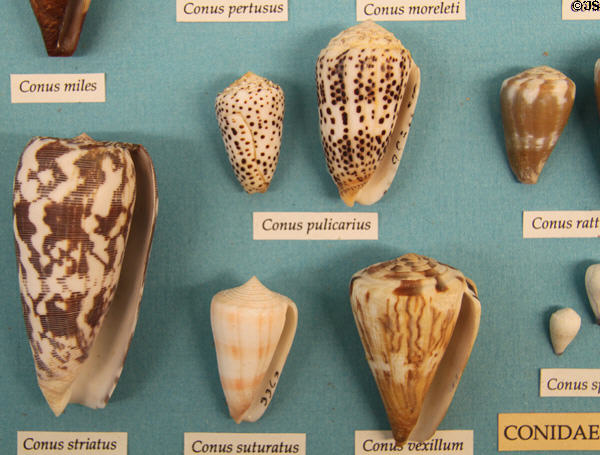 Cone (Conidae) shell examples at Bishop Museum. Honolulu, HI.