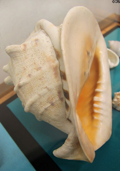 Yellow helmet shell (<i>Cassis cornuta</i>) at Bishop Museum. Honolulu, HI.