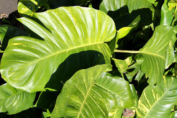 Hawaiian broad leaf plant in Lili' Uokalani Botanical Gardens. Honolulu, HI.