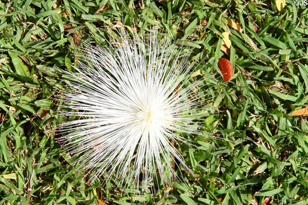 Flower of Hutu tree (<i>Barringtonia asiatica</i>) at University of Hawai'i. Honolulu, HI.