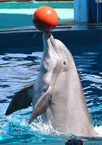 Porpoise balances a ball in Hawaii Ocean Theatre at Sea Life Park. HI.