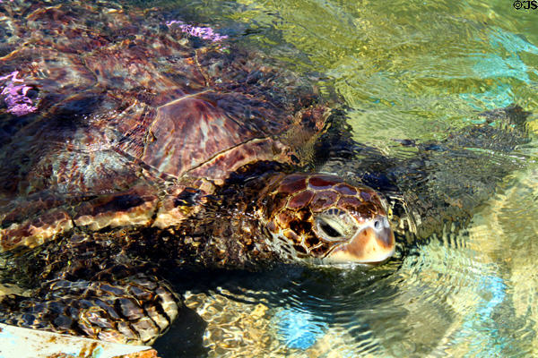 Green sea turtle (<i>Chelonia mydas</i>) at Sea Life Park. HI.