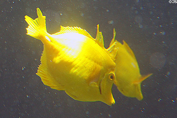 Yellow fish in Hawaiian reef tank at Sea Life Park. HI.