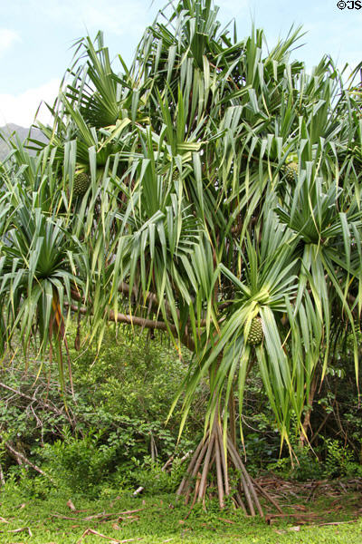 Hala plant (<i>Pandanus tectorius</i>) in Hoomaluhia Gardens. HI.