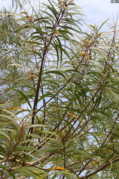 Acacia Koaia endemic to Hawaii at Hoomaluhia Gardens. HI.