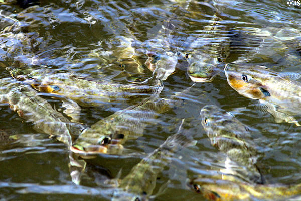 Fish in canal at Polynesian Cultural Center. Laie, HI.