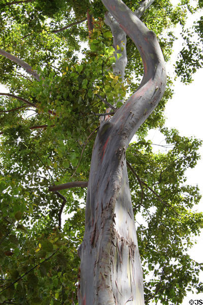 Mindanao gum tree (<i>Eucalyptus deglupta</i>) in gardens of Dole Plantation. HI.