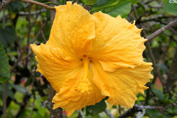 Yellow hibiscus, state flower of Hawaii, in gardens of Dole Plantation. HI.
