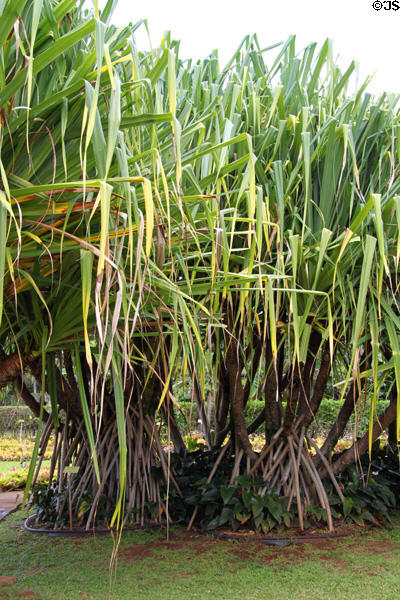Hala plant (<i>Pandanus tectorius</i>) in gardens of Dole Plantation. HI.