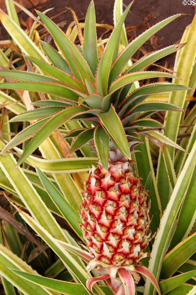 Commercial pineapple variety in garden at Dole Plantation. HI.