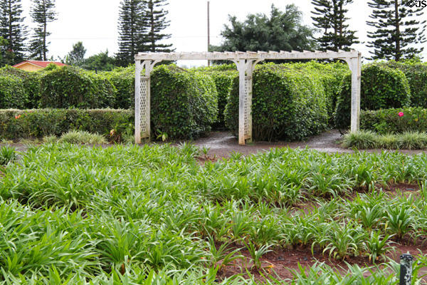 Entrances to pineapple garden maze at Dole Plantation. HI.