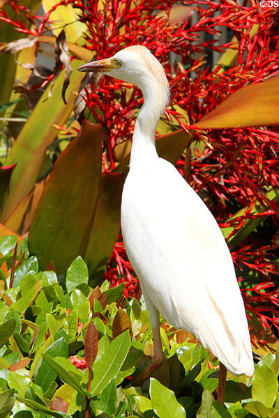 Cattle Egret (<i>Bubulcus ibis</i>) at Dole Plantation. HI.