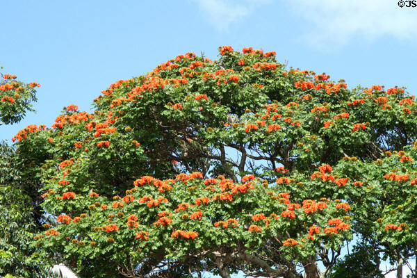 Coral tree in Haleiwa. Haleiwa, HI.