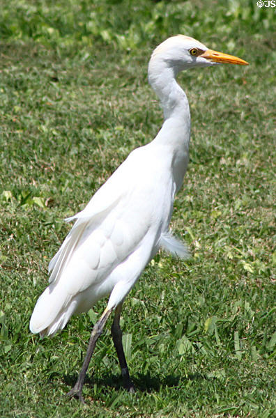 Cattle Egret (<i>Bubulcus ibis</i>) in Hawaii. HI.