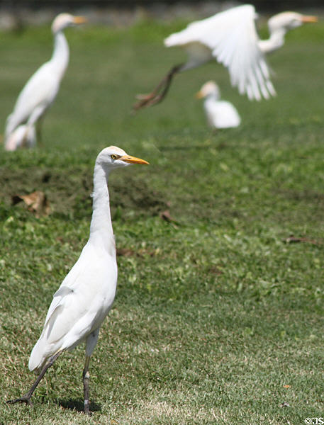 Cattle Egret (<i>Bubulcus ibis</i>) in Hawaii. HI.