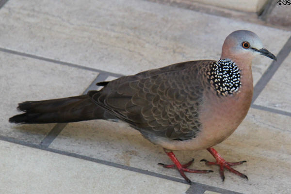 Spotted Dove (<i>Streptopelia chinensis</i>) in Hawaii. HI.