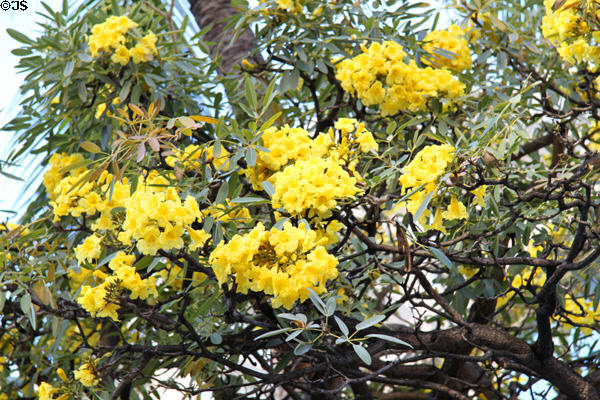 Gold Tree (<i>Tabebuia donnell-smithii</i>). HI.