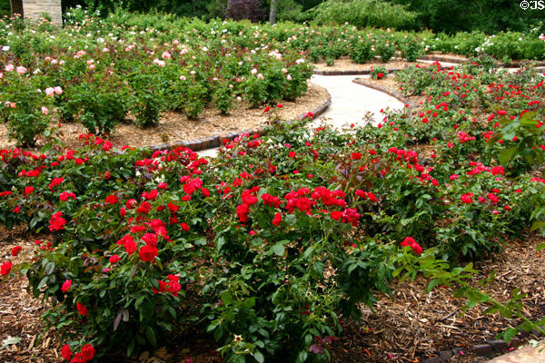 Rose garden at Des Moines Art Center. Des Moines, IA.