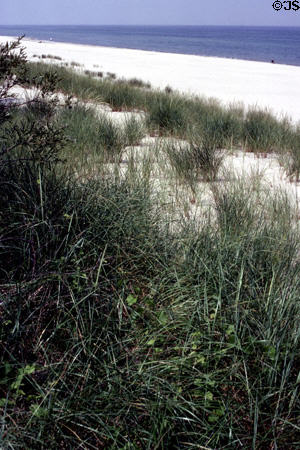 Grasses anchor sandy shoreline of Indiana Dunes National Lakeshore. Indianapolis, IN.