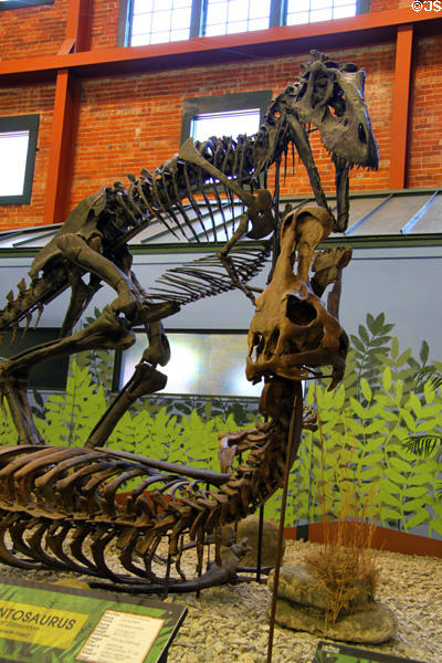 Edmontosaurus & Daspletosaurus skeletons posed in combat at Museum of World Treasures. Wichita, KS.