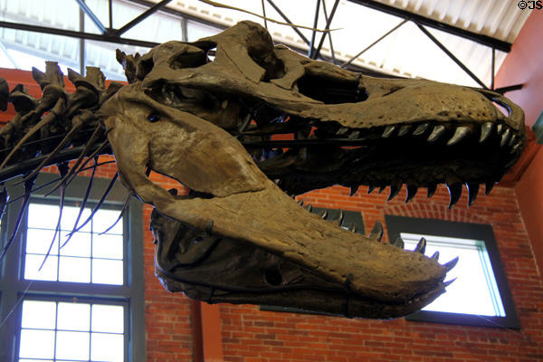 Skull of Tyrannosaurus rex skeleton at Museum of World Treasures. Wichita, KS.