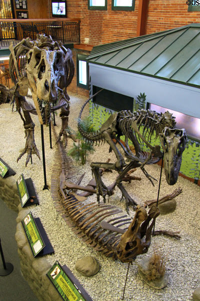Dinosaur skeleton display at Museum of World Treasures. Wichita, KS.