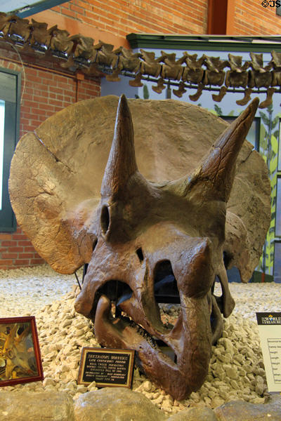Triceratops skull at Museum of World Treasures. Wichita, KS.