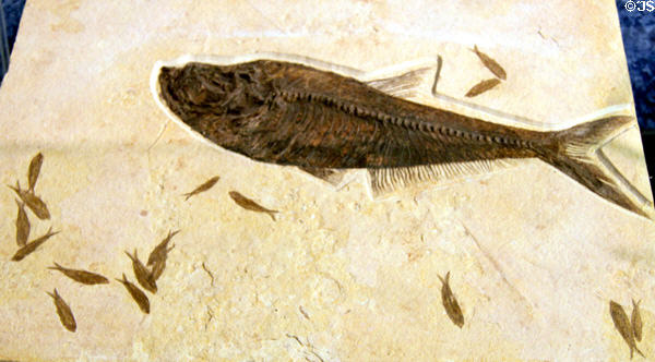 Green River formation fish fossils (50-48 mya) at Museum of World Treasures. Wichita, KS.