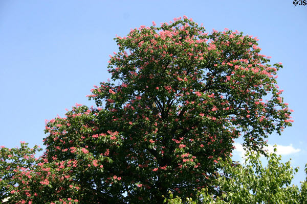Tree in bloom Central Park South neighborhood. Louisville, KY.