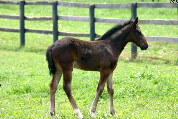 Foal in Bluegrass country. Lexington, KY.