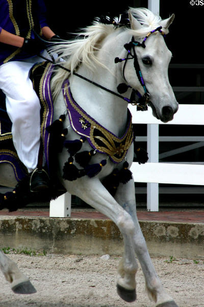 Face of white Arabian horse at Kentucky Horse Park. Lexington, KY.