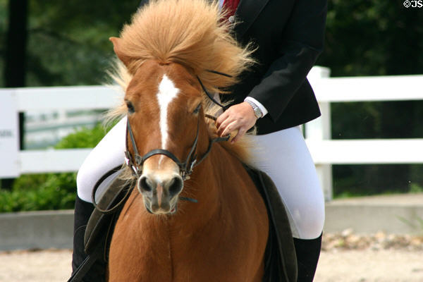 Icelandic pony with rider at Kentucky Horse Park. Lexington, KY.