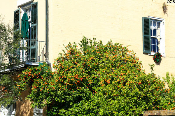 Kumquat tree in garden of beside LeCarpentier-Beauregard-Keyes House. New Orleans, LA.