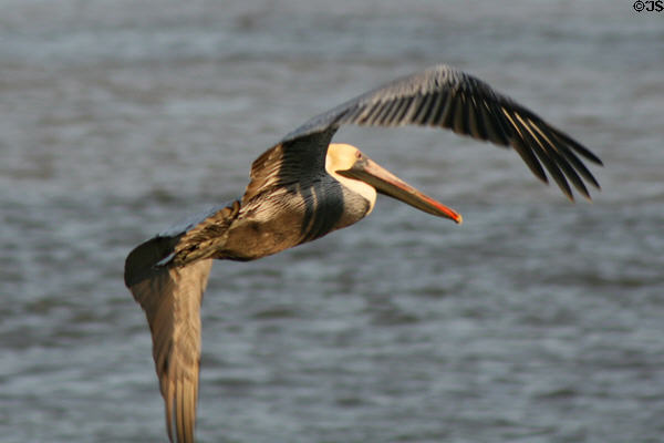 Pelican in flight. New Orleans, LA.