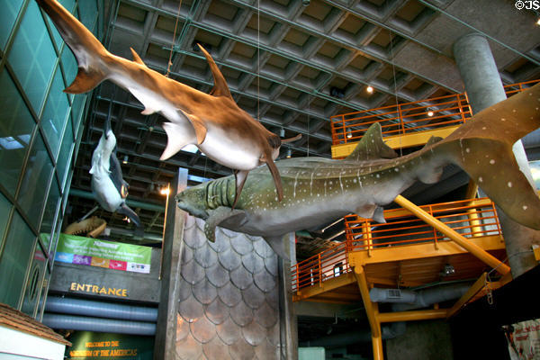 Shark models hang in entrance of Aquarium of the Americas. New Orleans, LA.
