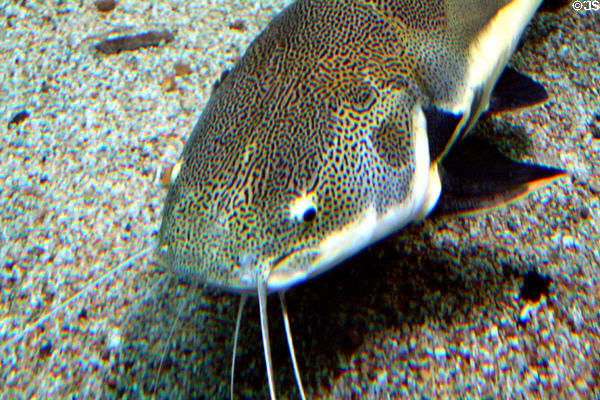 Redtail Catfish (<i>Phractocephalus hemioliopterus</i>) at Aquarium of the Americas. New Orleans, LA.