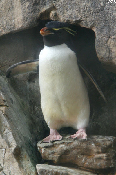 Rockhopper Penguin (<i>Eudyptes chrysocome</i>) at Aquarium of the Americas. New Orleans, LA.