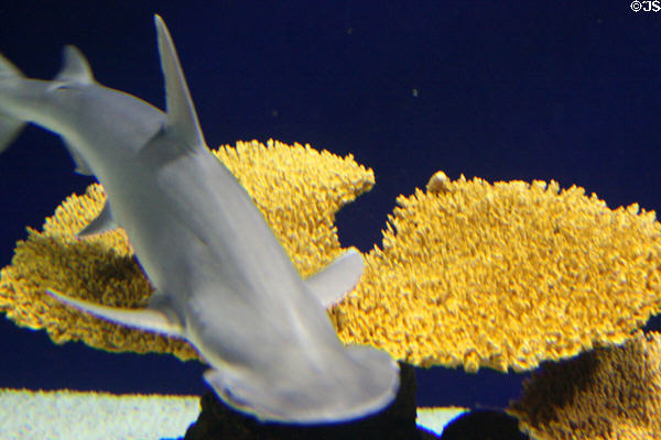Hammerhead shark at Aquarium of the Americas. New Orleans, LA.