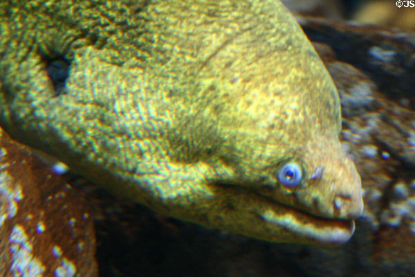 Morey Eel (<i>Gymnothorax mordax</i>) at Aquarium of the Americas. New Orleans, LA.