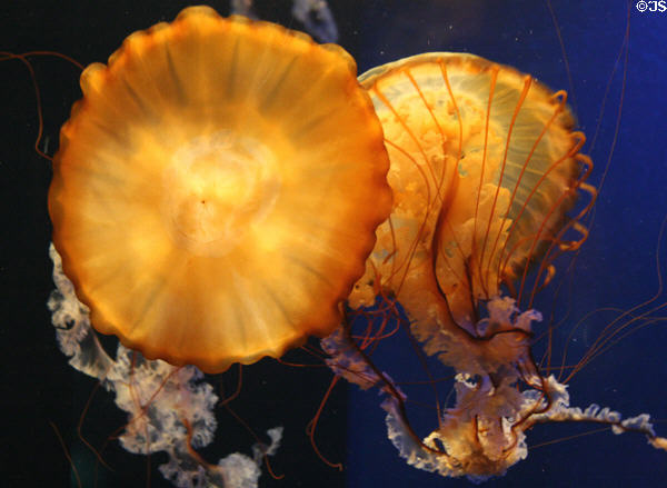 Pacific Sea Nettle jellyfish (<i>Chrysaora fuscescens</i>) at Aquarium of the Americas. New Orleans, LA.