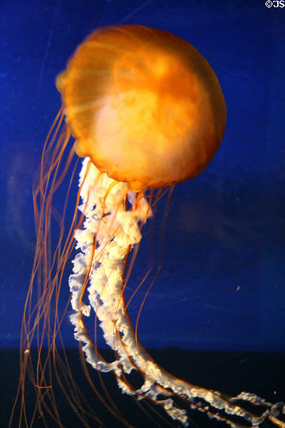 Pacific Sea Nettle jellyfish (<i>Chrysaora fuscescens</i>) at Aquarium of the Americas. New Orleans, LA.
