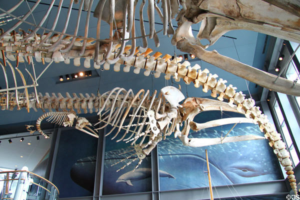 Whale skeletons at New Bedford Whaling Museum. New Bedford, MA.