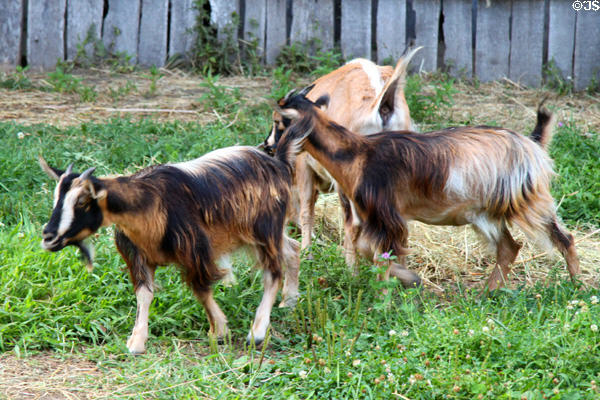 Goats at Plimouth Plantation. Plymouth, MA.