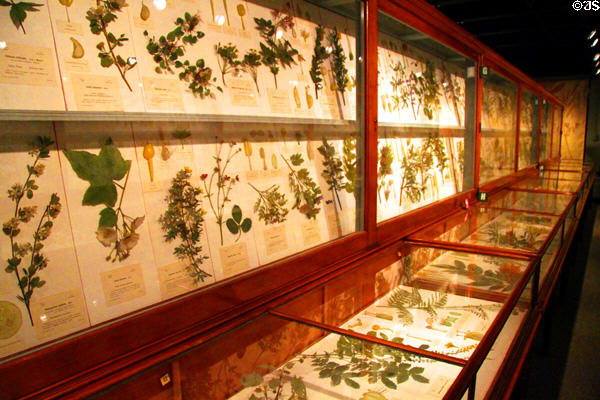 Glass flower collection (1890-1930s) by Leopold & Rudolph Blaschka at Harvard Museum of Natural History. Cambridge, MA.