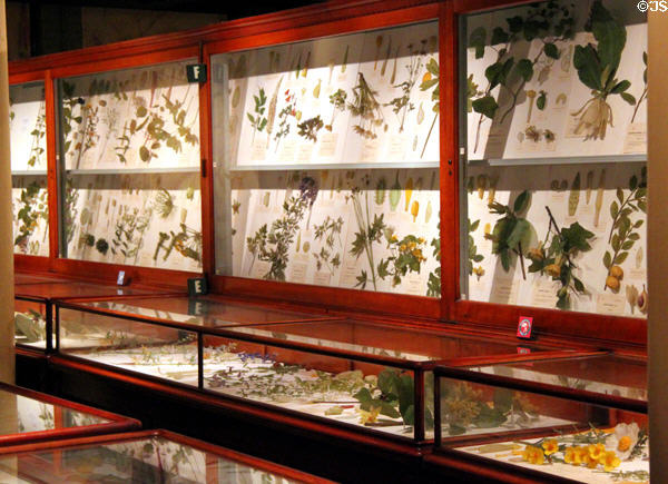 Glass flower collection (1890-1930s) by Leopold & Rudolph Blaschka at Harvard Museum of Natural History. Cambridge, MA.