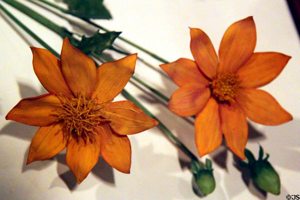 Glass model (1890) of Dahlia by Leopold & Rudolph Blaschka at Harvard Museum of Natural History. Cambridge, MA.
