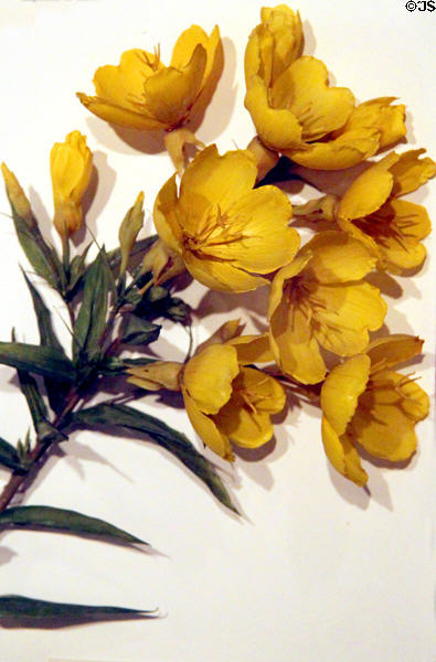 Glass model (1890) of Oenothera glauca by Leopold & Rudolph Blaschka at Harvard Museum of Natural History. Cambridge, MA.